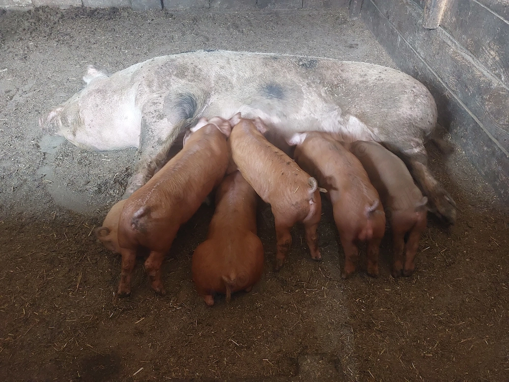 Purcei Duroc la 6 săptămâni 