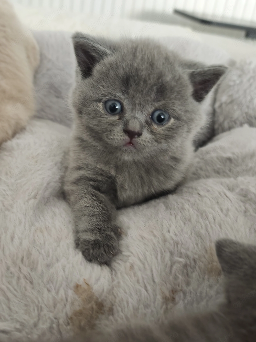 Pisici british shorthair 