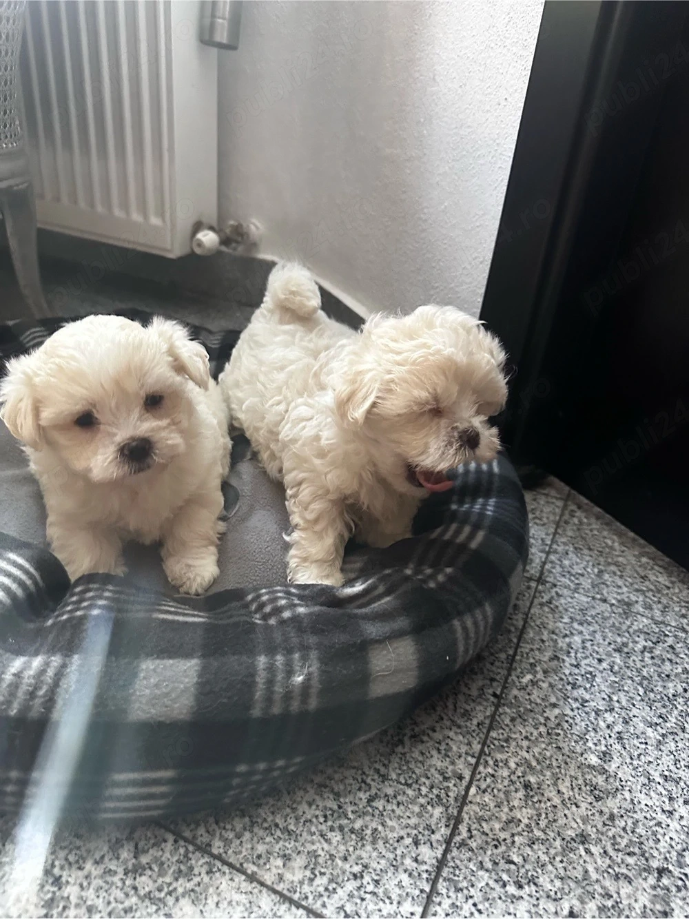 Pui Bichon Maltez 