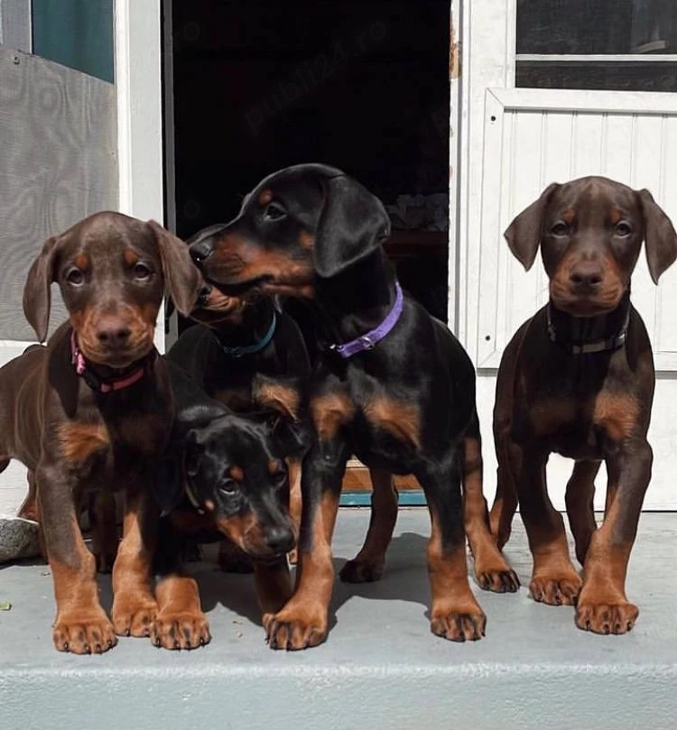 catelusi Doberman