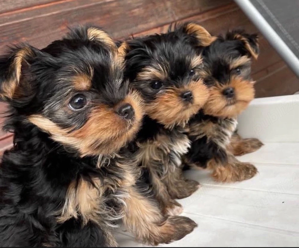 Mini catelusi Yorkshire Terrier