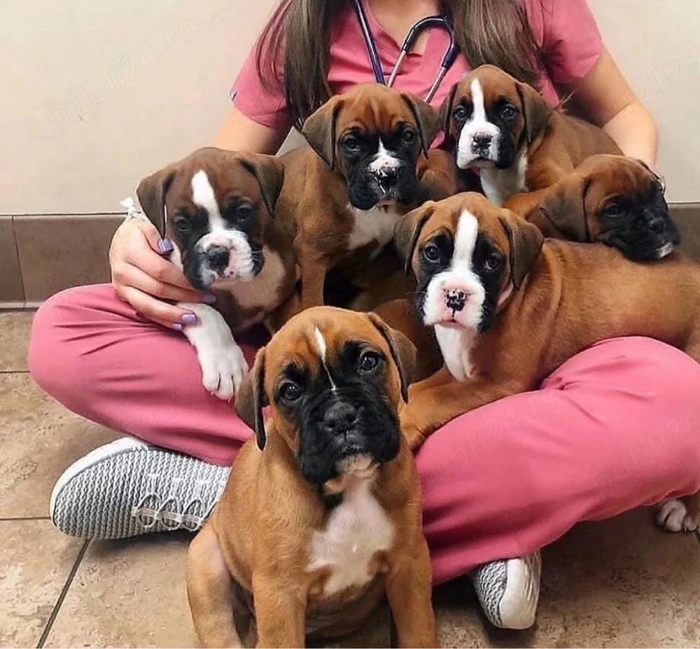 catelusi boxer