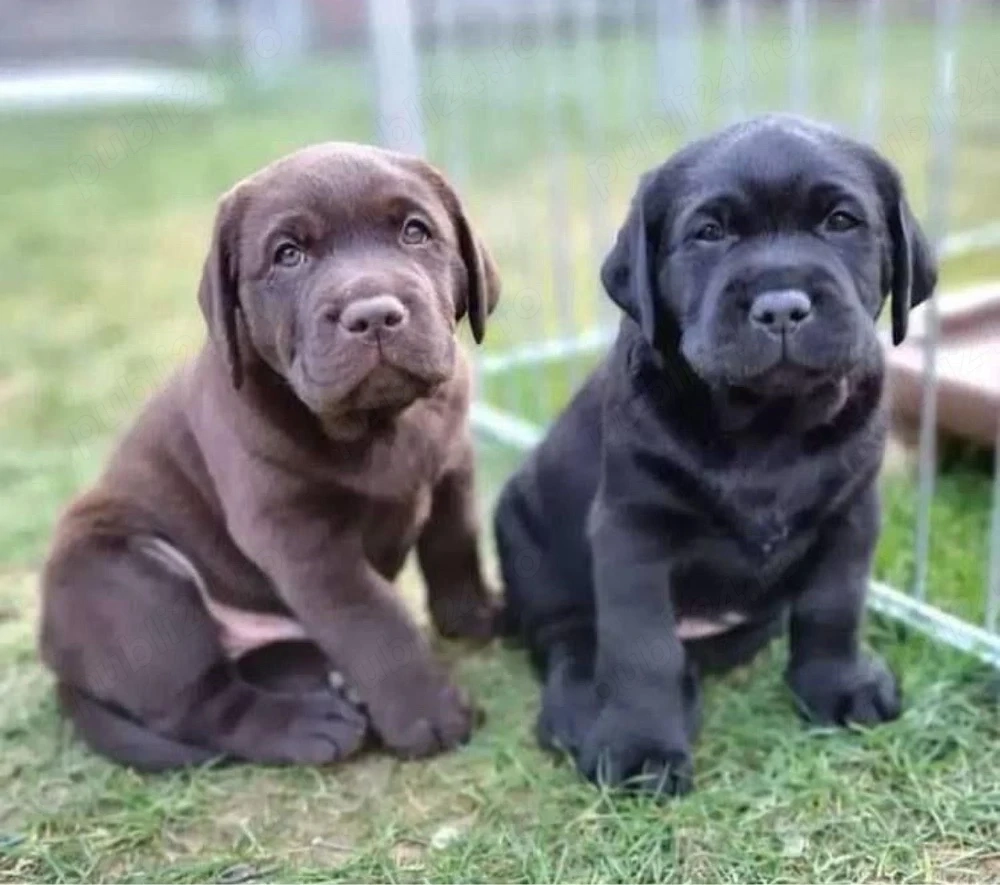 catelusi labrador retriever