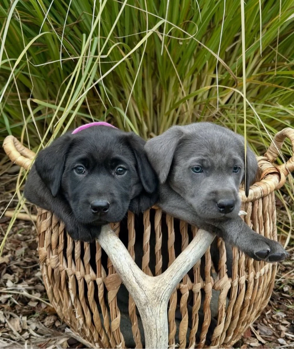 catelusi labrador retriever