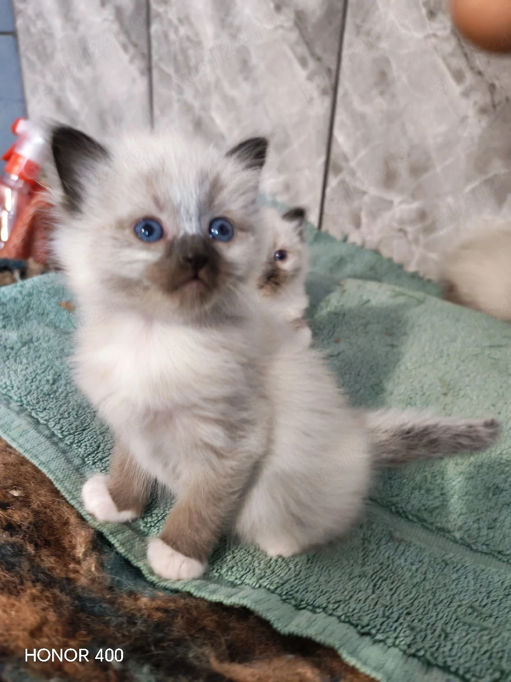 Puiuț Birmanez 