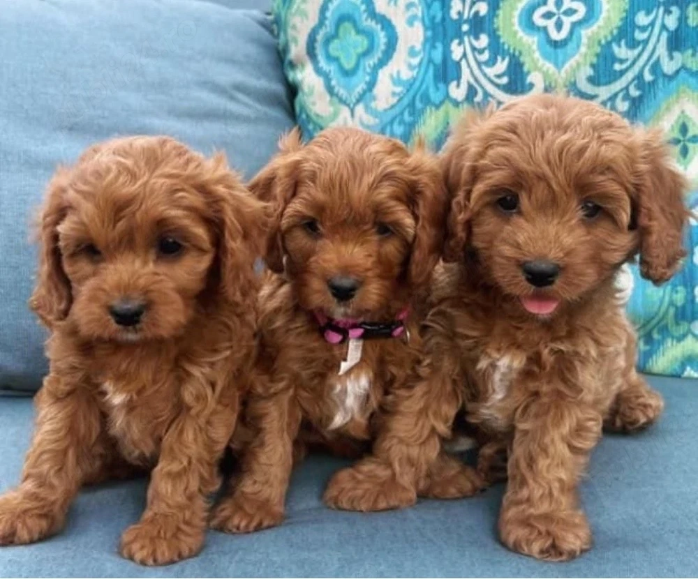 Mini catelusi Cavapoo