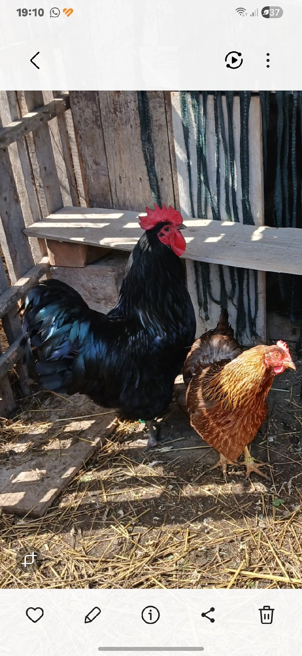 Cocos de vanzare