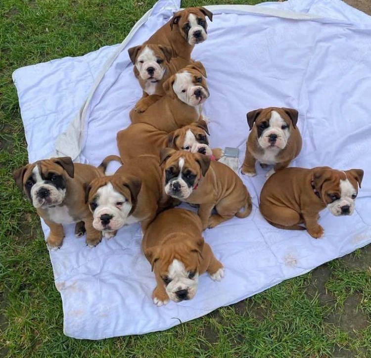 Cățeluși de buldog englez