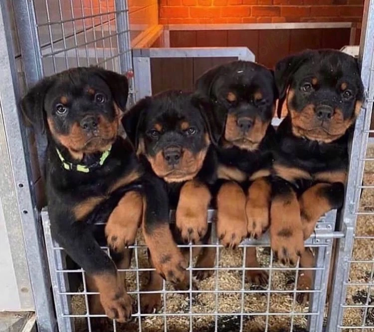 Catelusi rottweiler