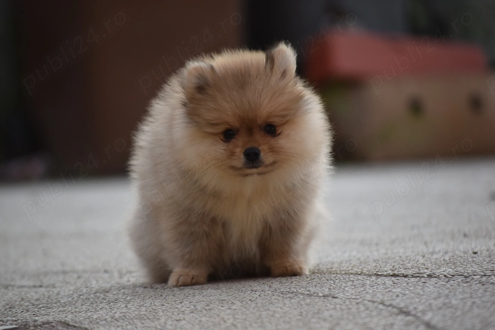 Pomeranian fetita cu pedigree