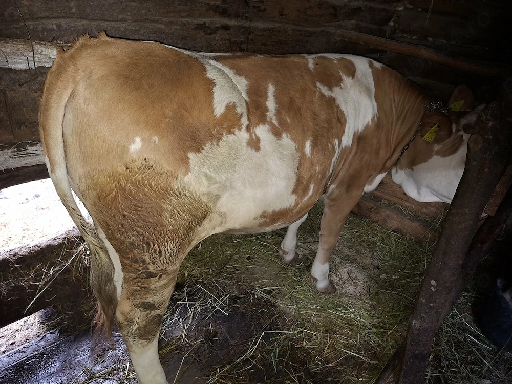 Vând vaca a fata in 6 luni de 2 spre 3 ani  juninca de 1an si 3 luni Sisesti MM sunati la  