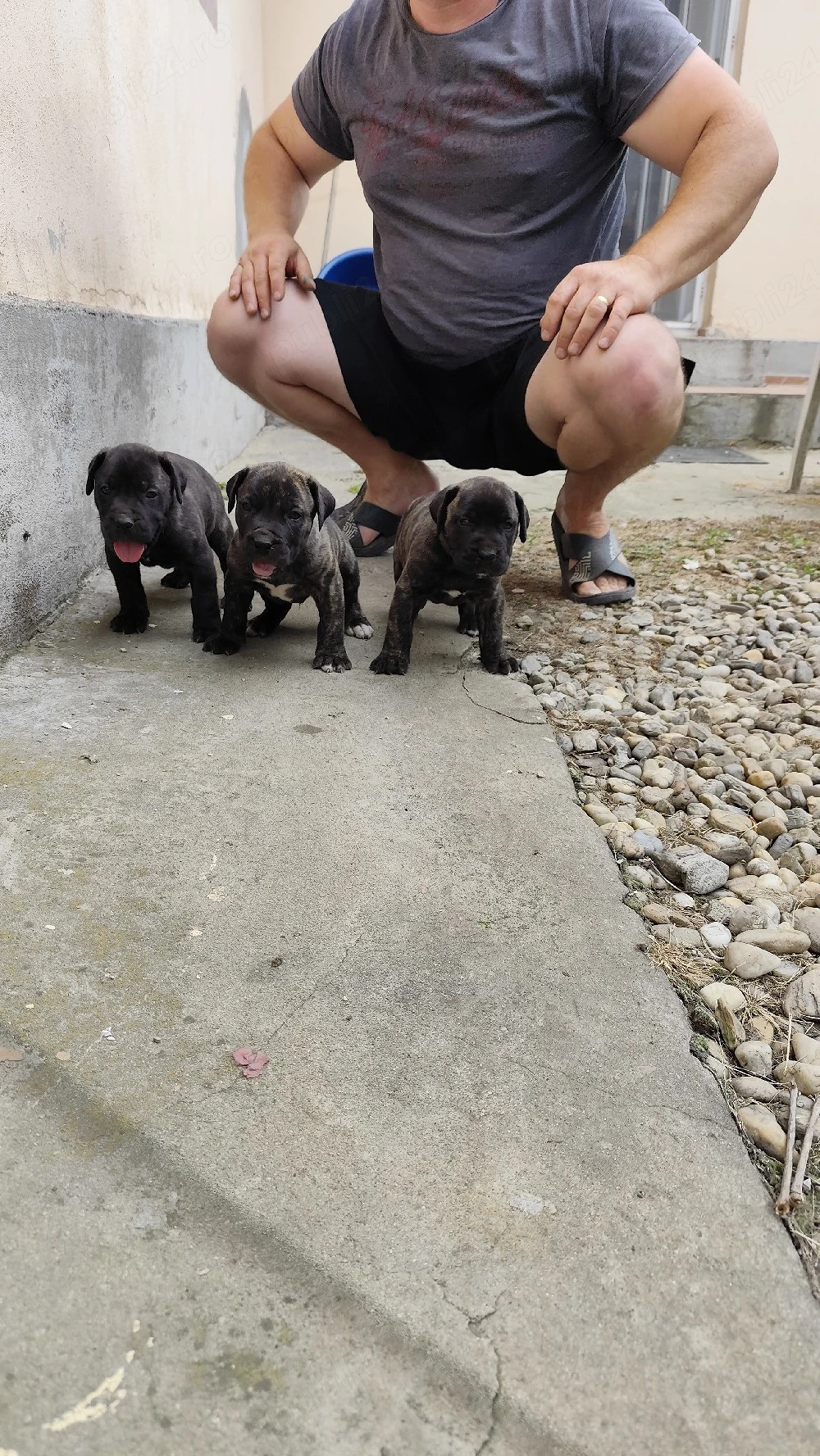 Catei presa canario