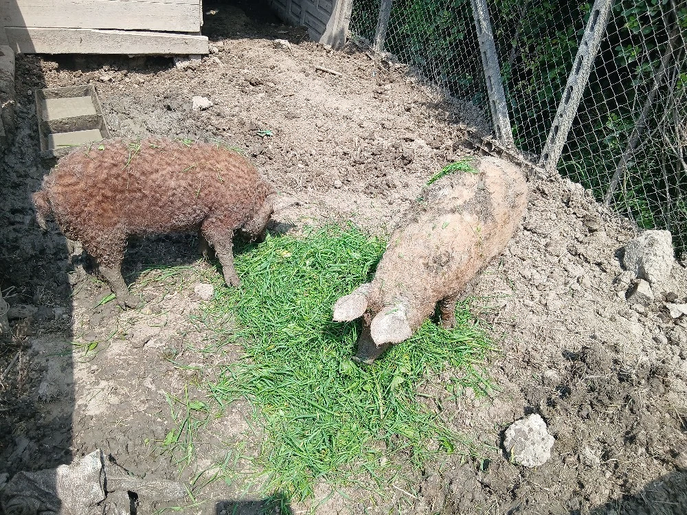 Vand mascul si femela de mangalita 
