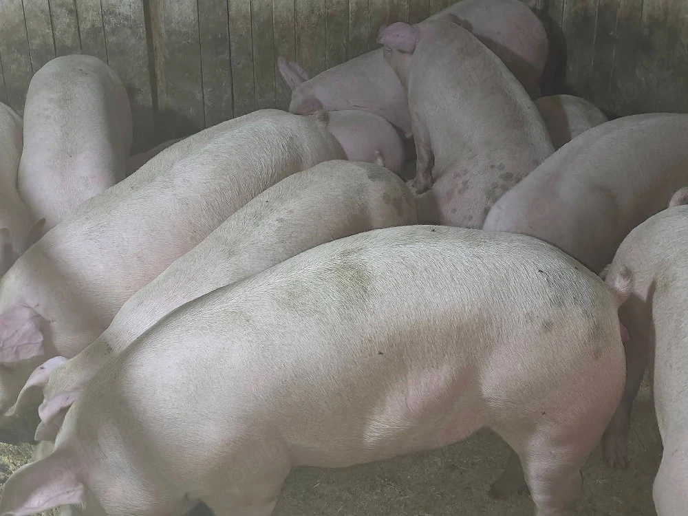 porci de carne 
