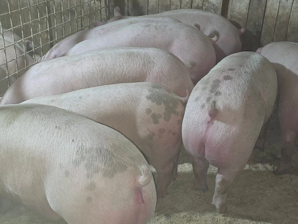 porci de carne 
