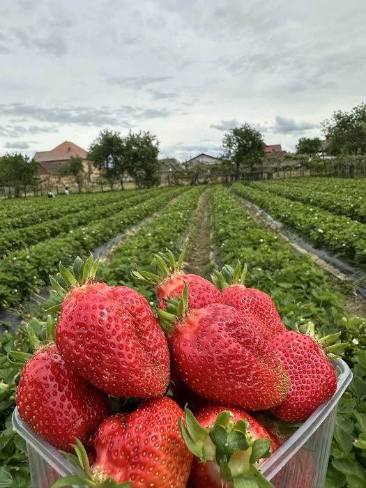 Locuri de munca în Germania Agricultură Căpșuni 