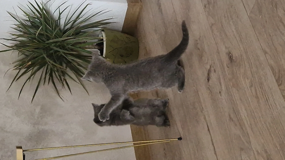 Băieței British Shorthair Blue 