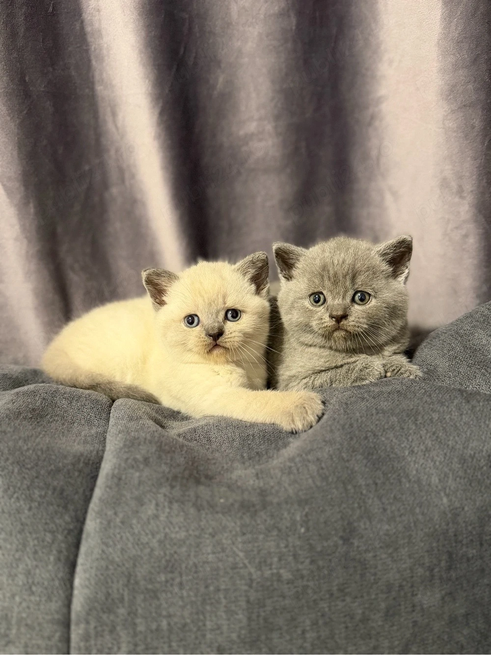 British shorthair blue colorpoint
