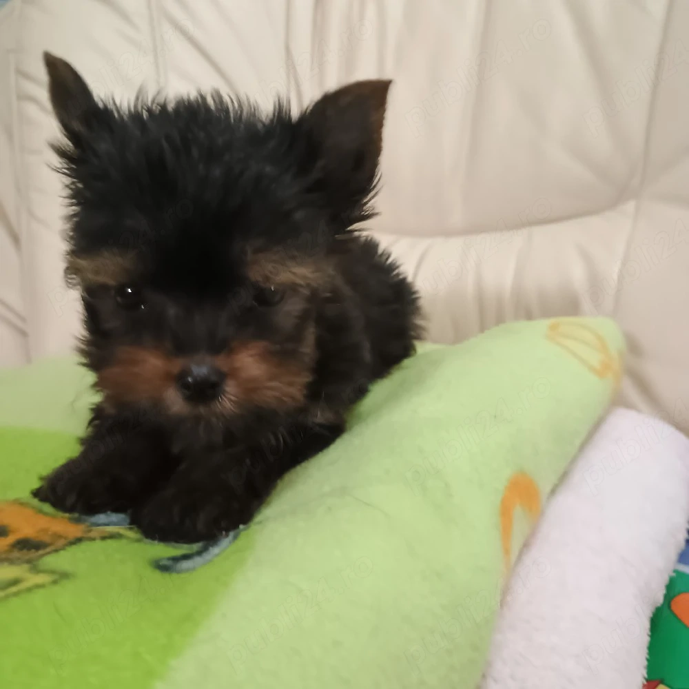 yorkshire terrier mini toy