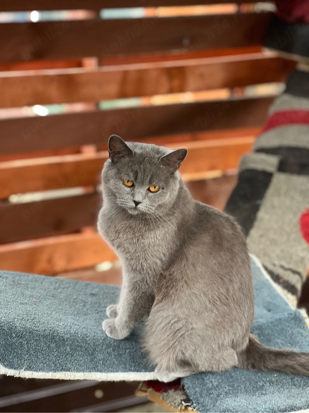 Pisica british shorthair blue cu pui