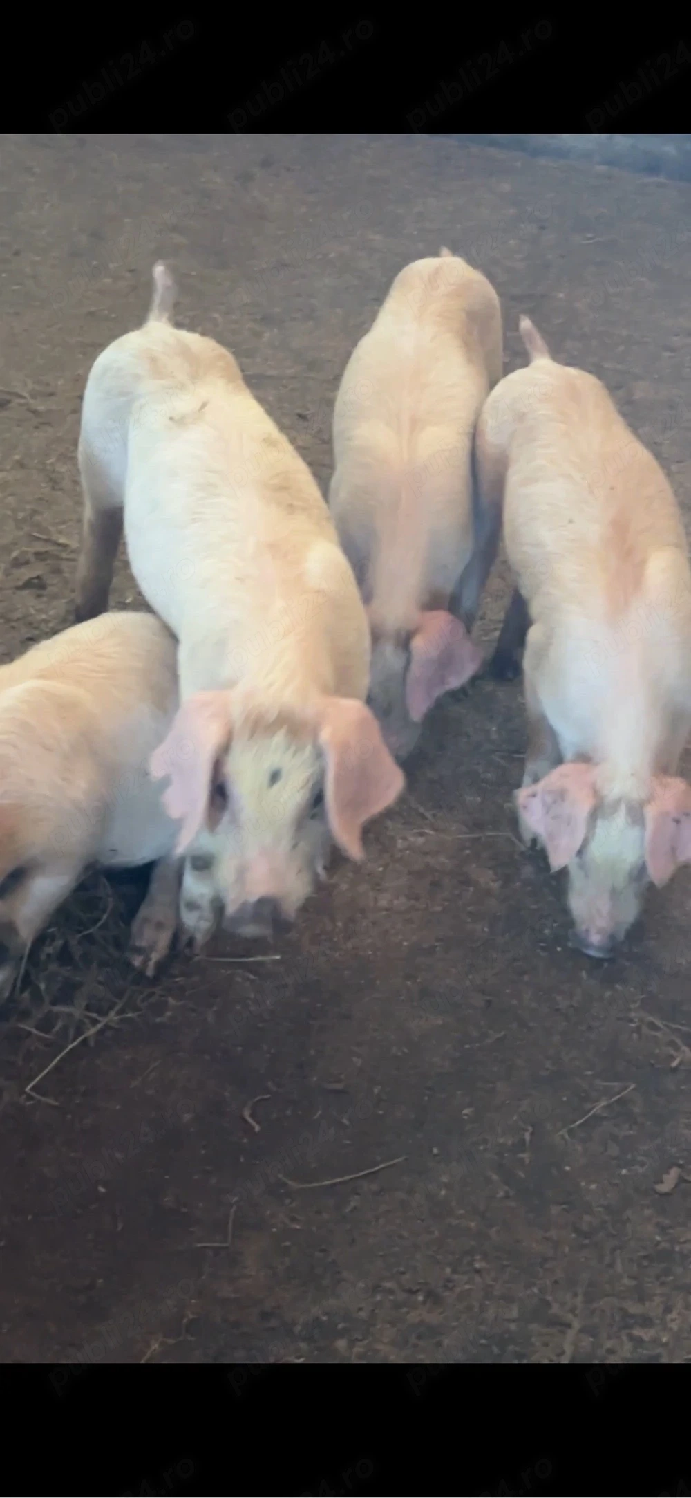 Purcei rasa de carne Duroc x Landras