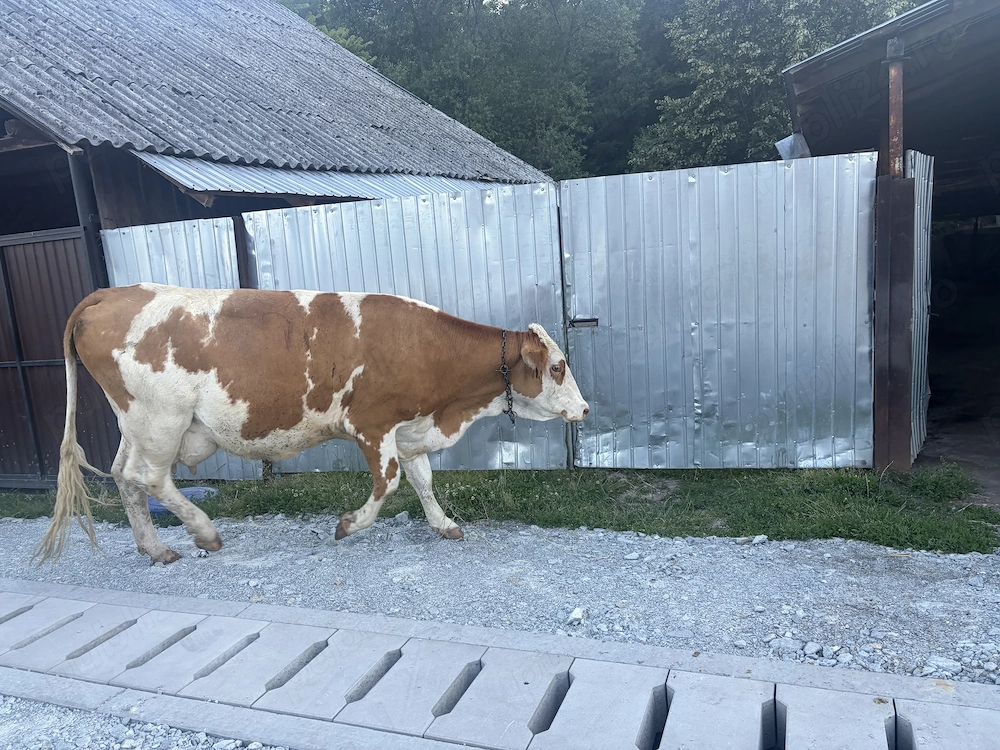 Vând vaca bălțată 