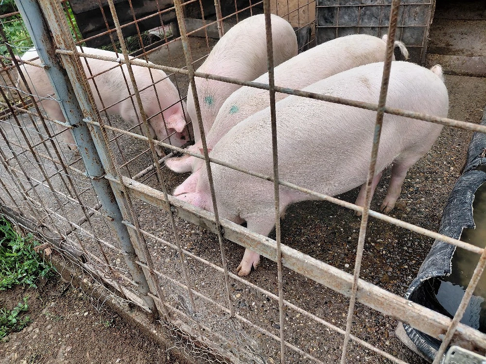 vand un porc 
