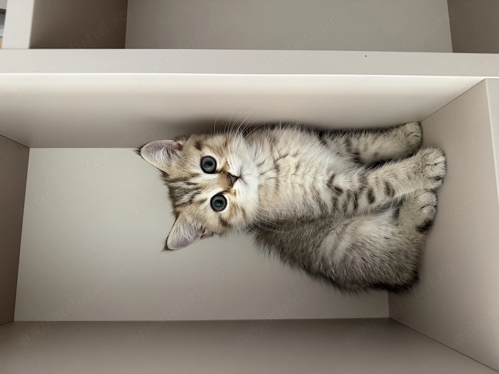 Pisici british tabby de vânzare - 1700 de lei buc. (Au schemă completă de vaccinare deparazitare)
