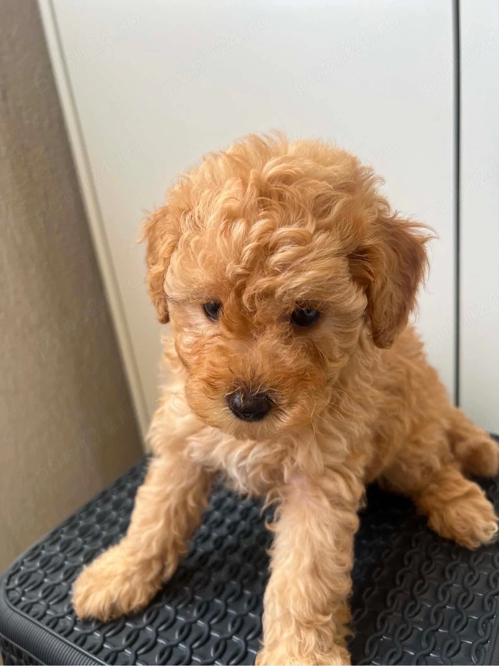 Maltipoo Fetita 