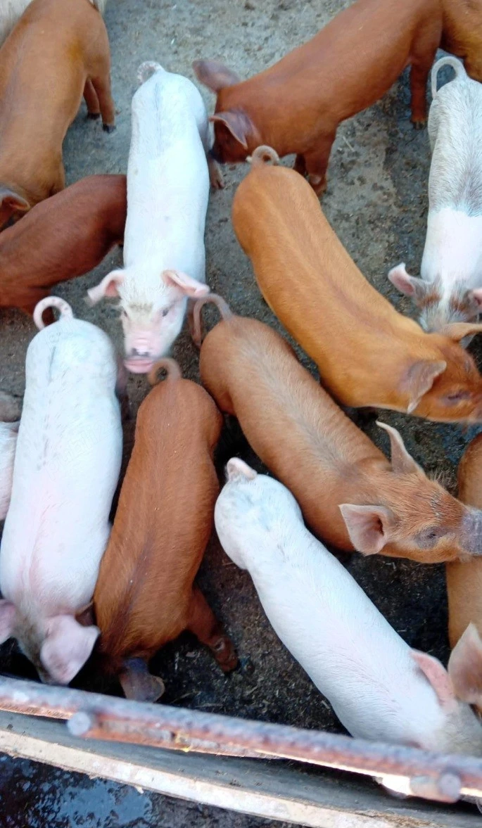 vand porci 