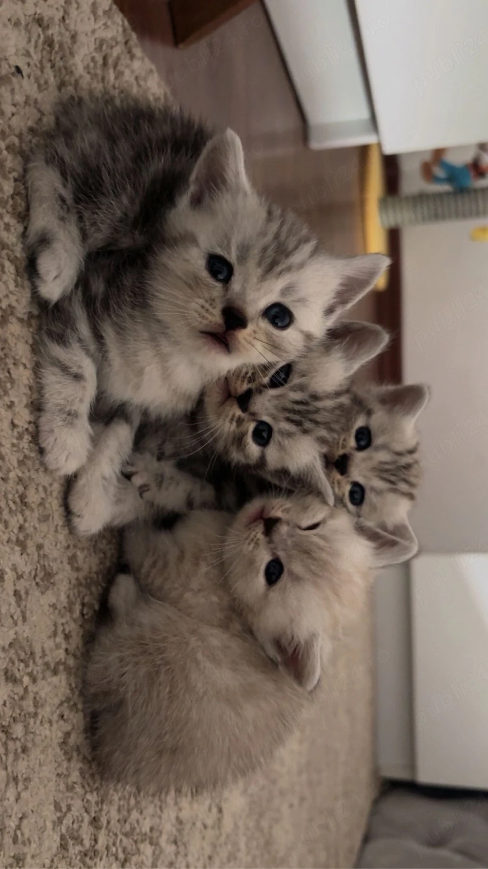 Pisici rasa  British Shorthair Tabby si Point din parinti cu pedigree