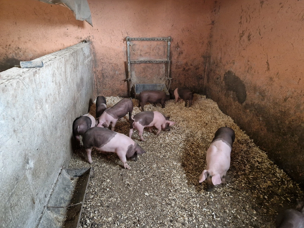 Spre vînzare purcei 7 săptămîni