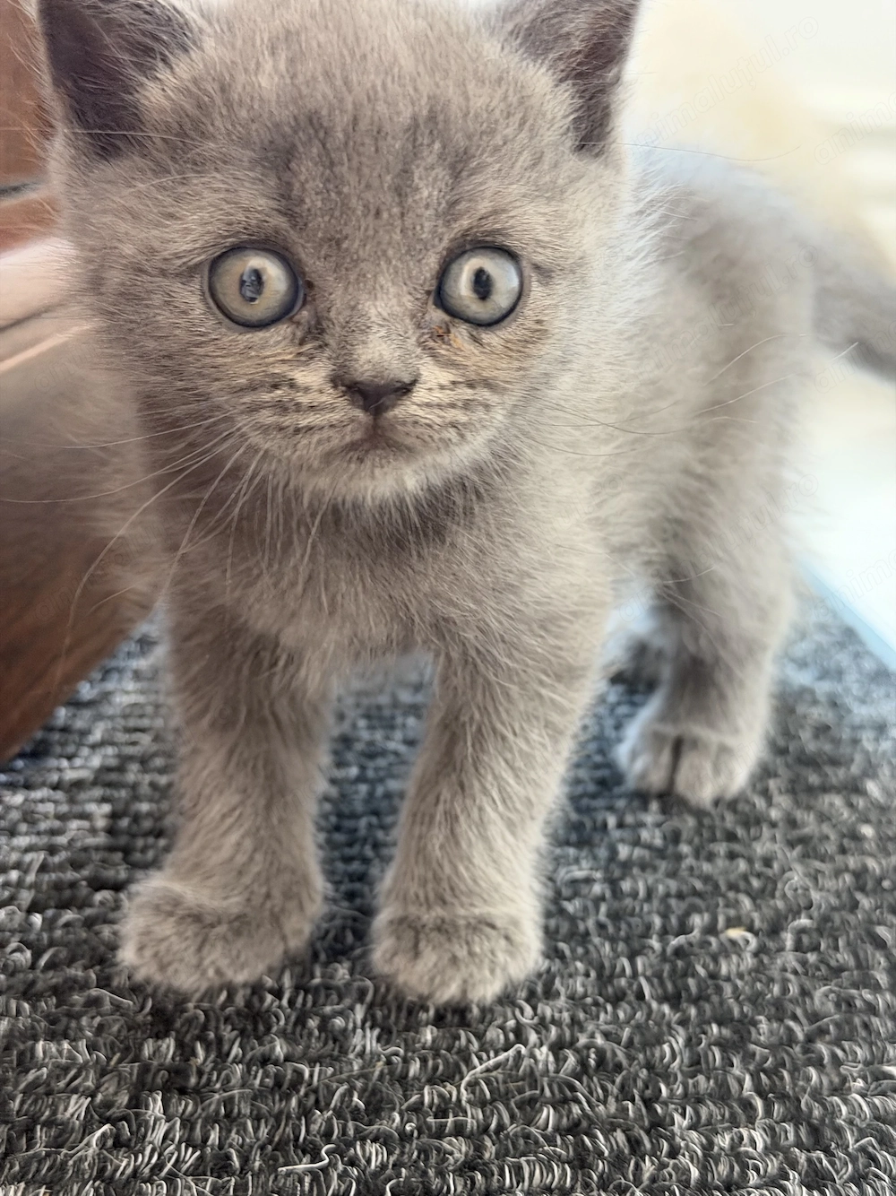 Pisici british shorthair blue