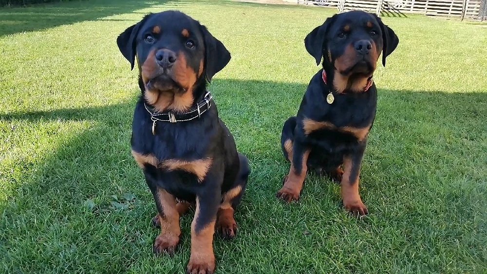 Pui Rottweiler femela 