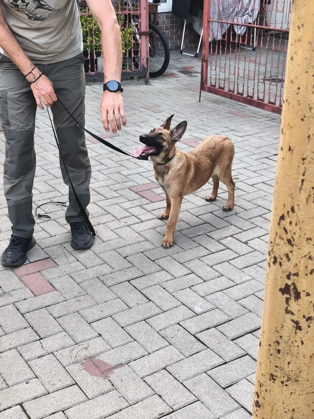 Căței de ciobănesc belgian de malinois 