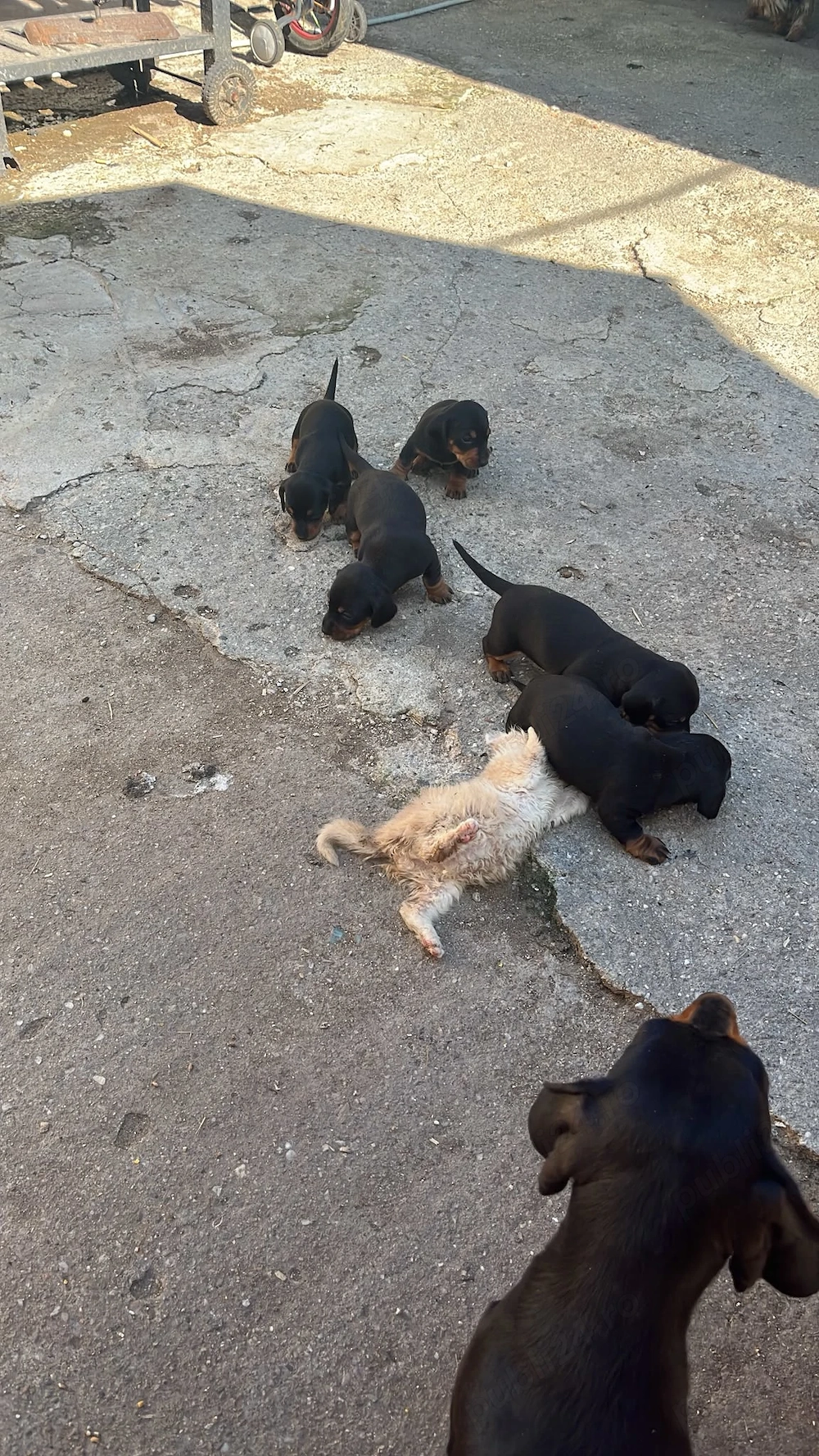 Catei Teckel cu pete de foc,in vârstă de 4 saptamani