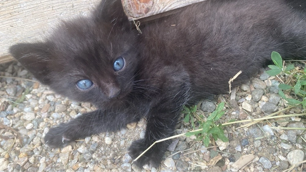 Donez puiuți de pisica