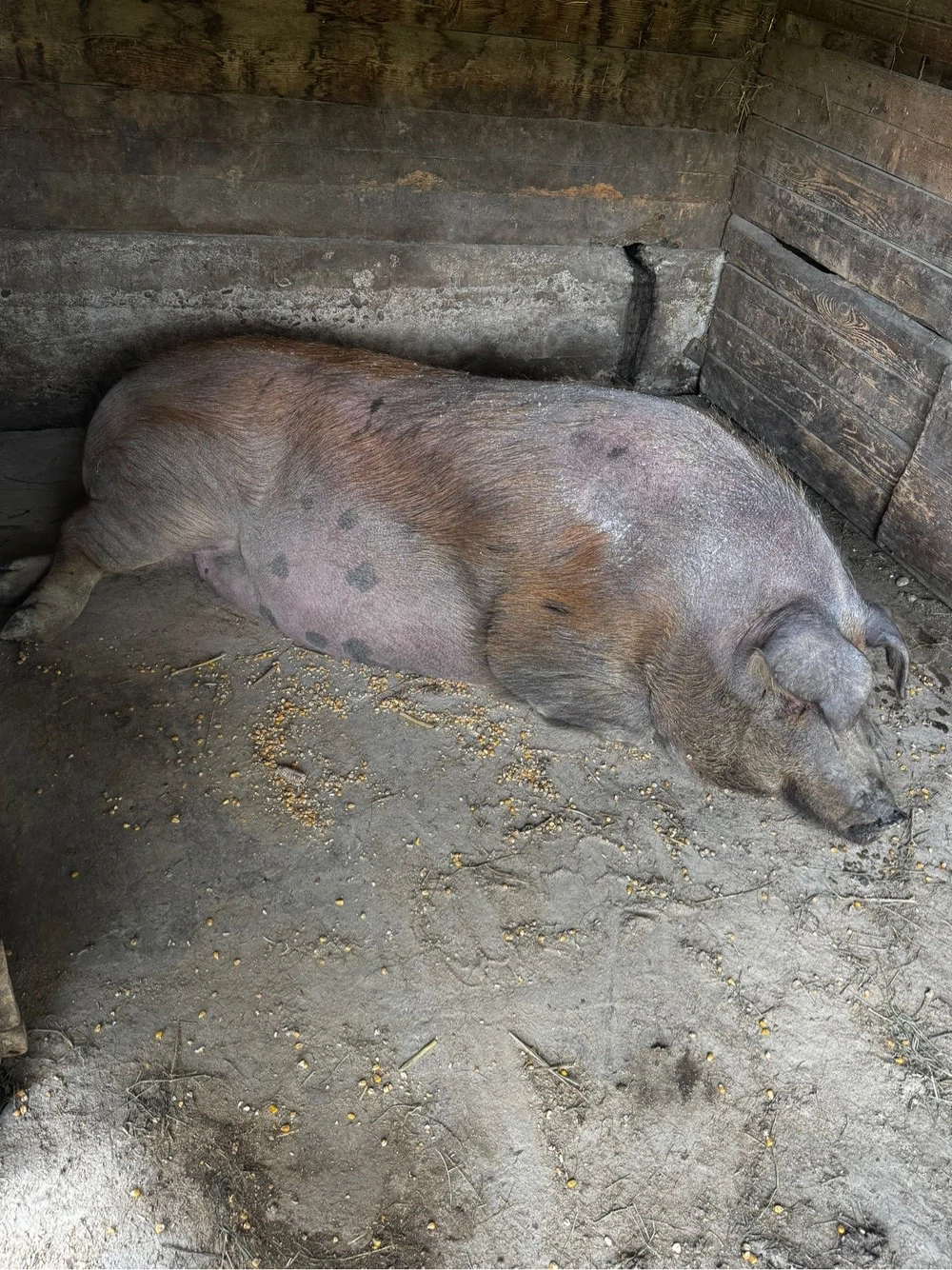 Vând porc Duroc 