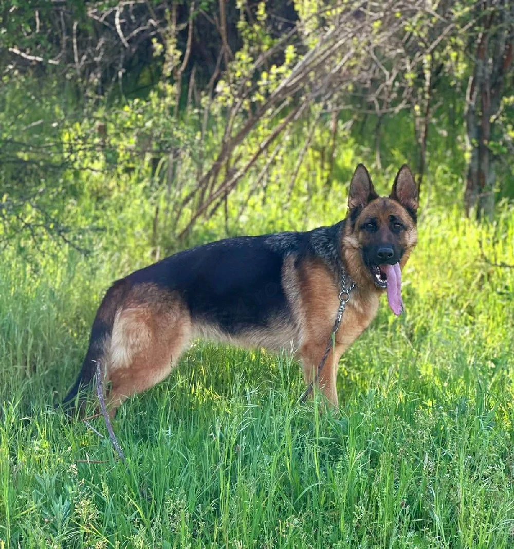Femela de ciobănesc german