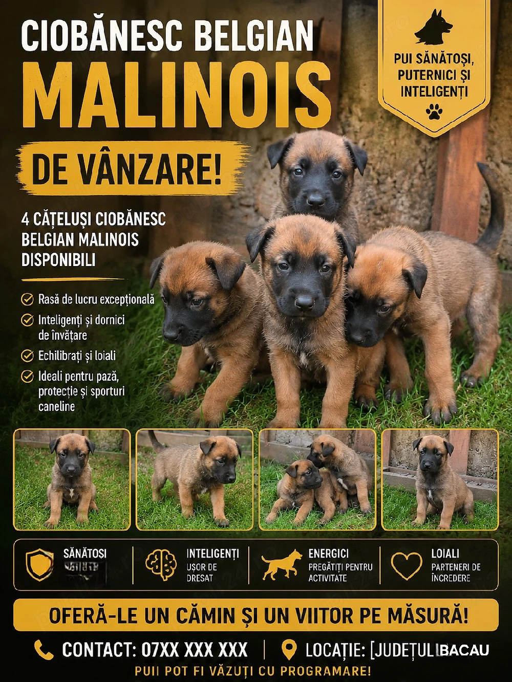 Ciobanesc belgian melinois