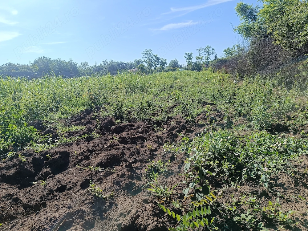 Teren intravilan de vânzare în Jilavele ialomița 