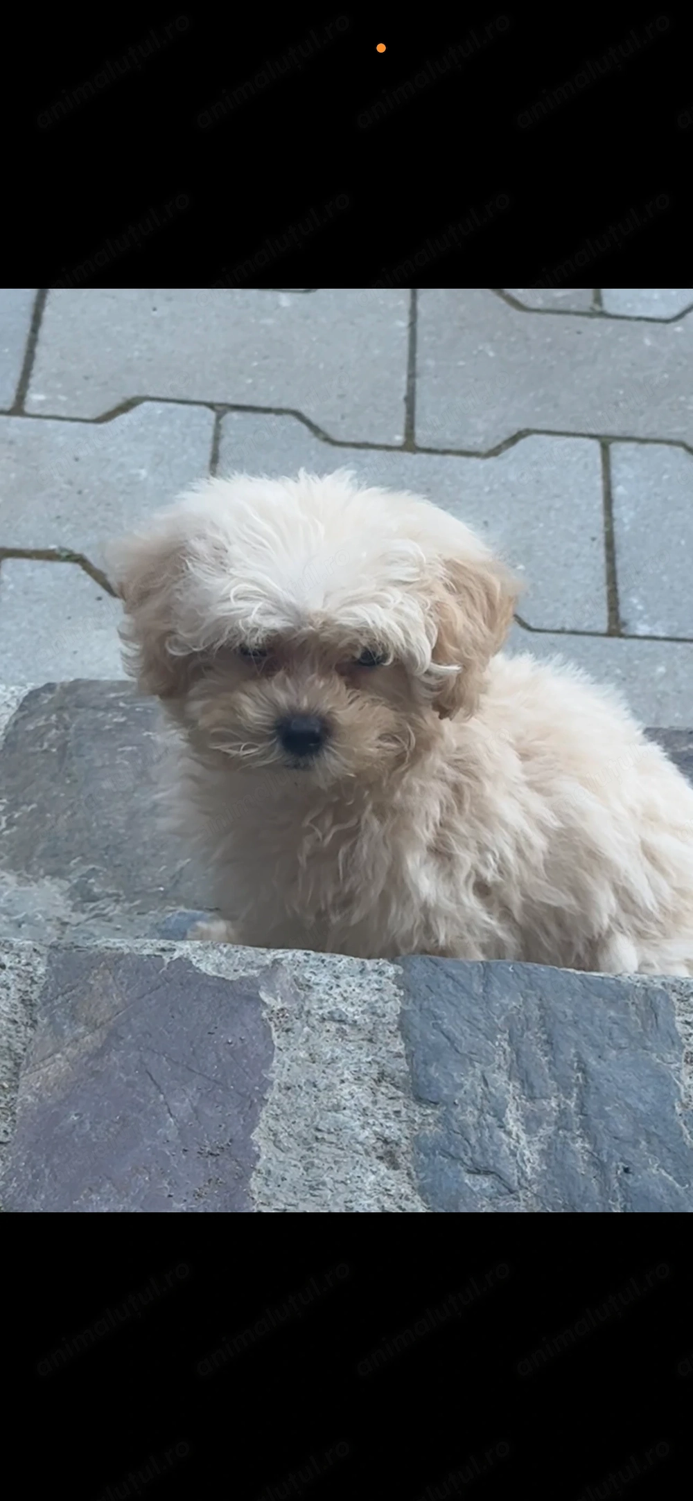 Bichon Maltez Mini Toy vaccinat și deparazitat!