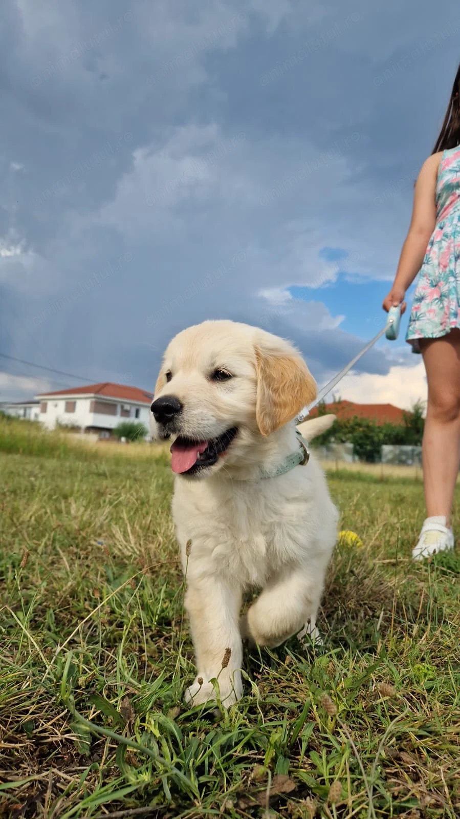 Vând golden retriver 