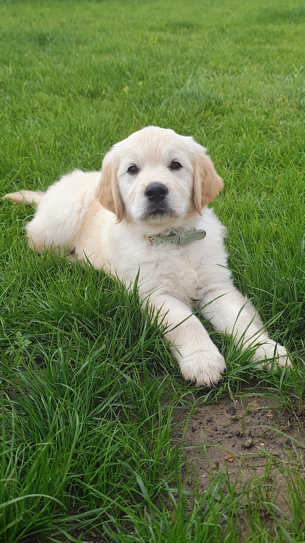 Vând golden retriver