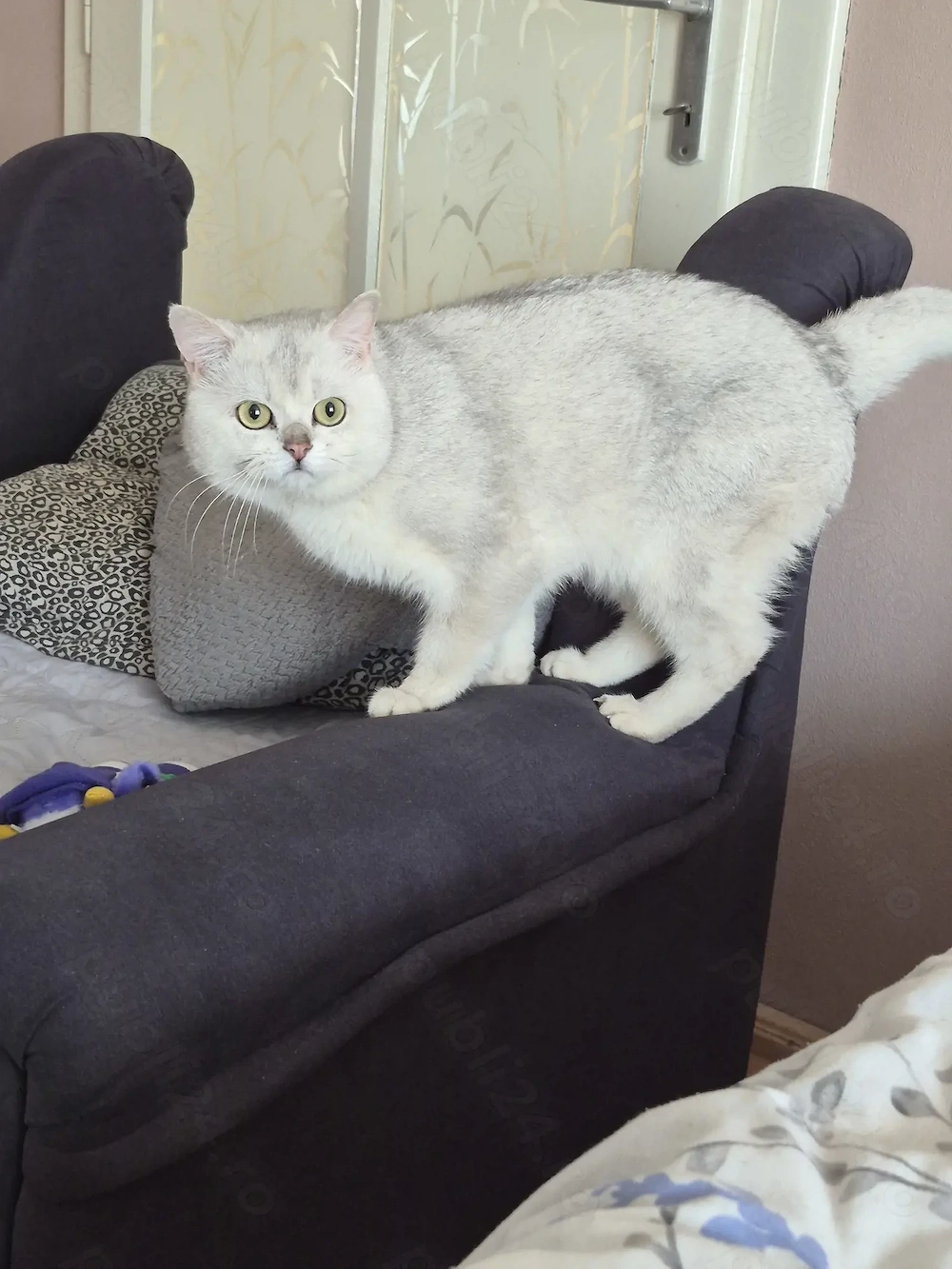British shorthair silver 