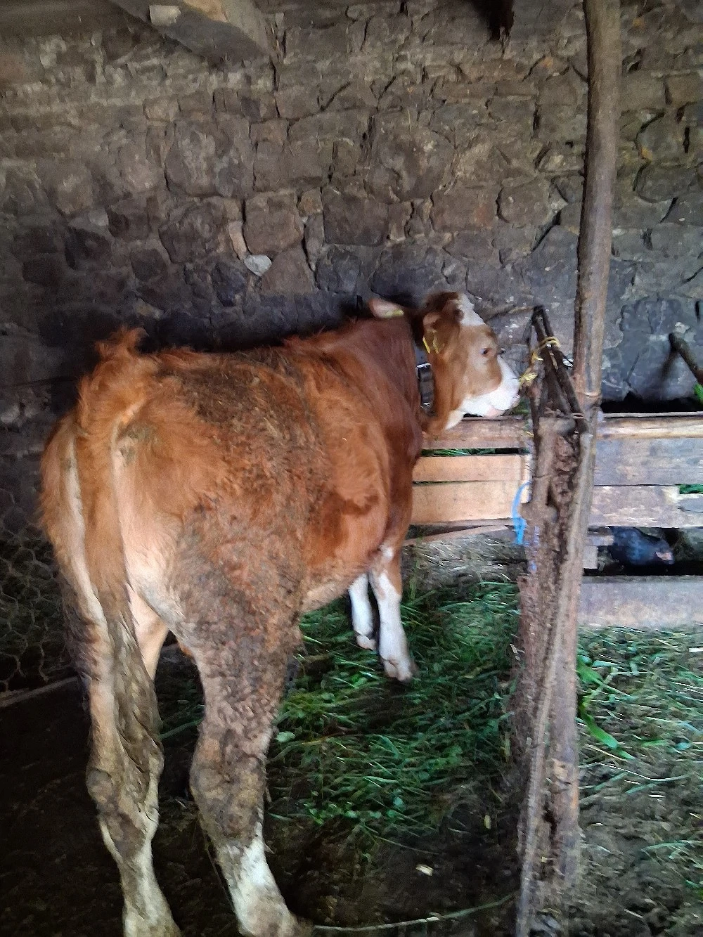 vînd 2 făurași bălțați