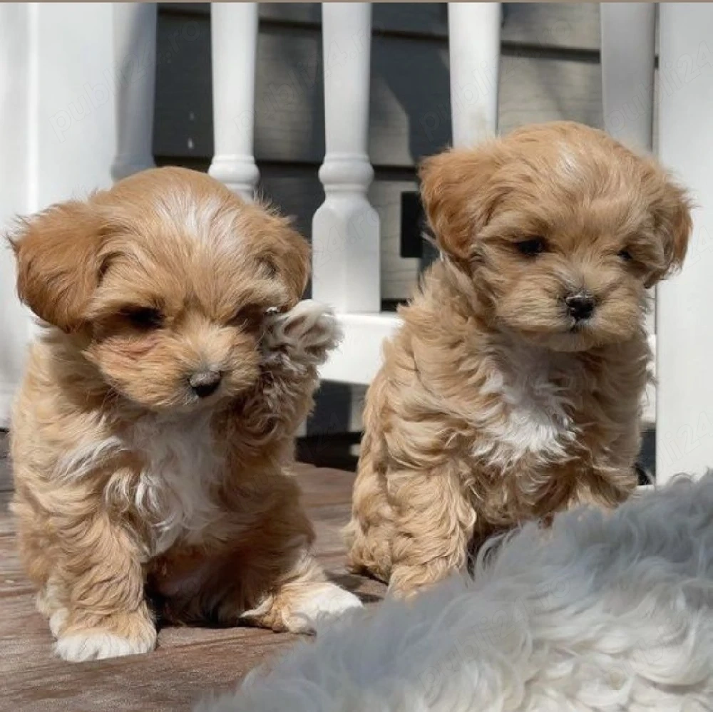 Maltipoo Băiat și Fetița 