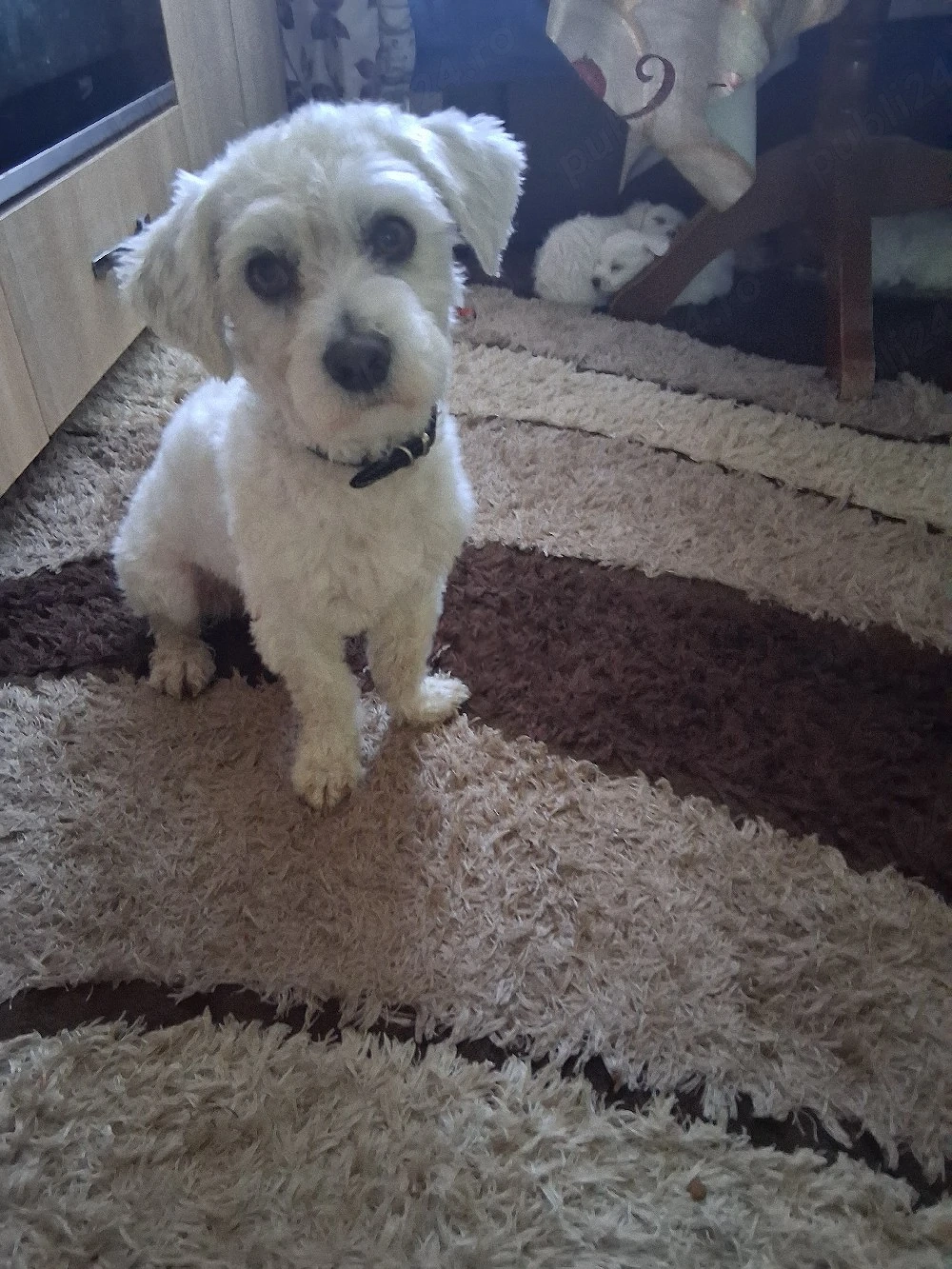 Bichon maltez 