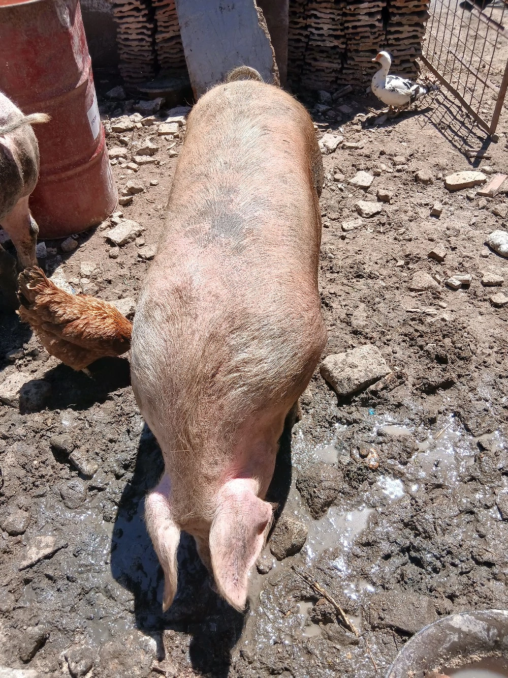 Două purcele castrate 