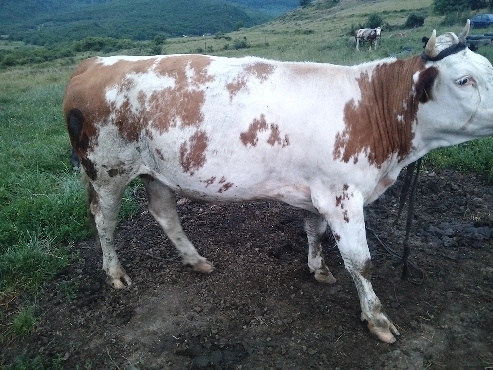 Vând juninci de bălțată românească.4bucati.